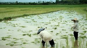 Dit is een van de vele leefgebieden van wilde Betta's in Thailand. Zoals je kunt zien is dit geen 'klein poeltje' zoals sommige mensen beweren.