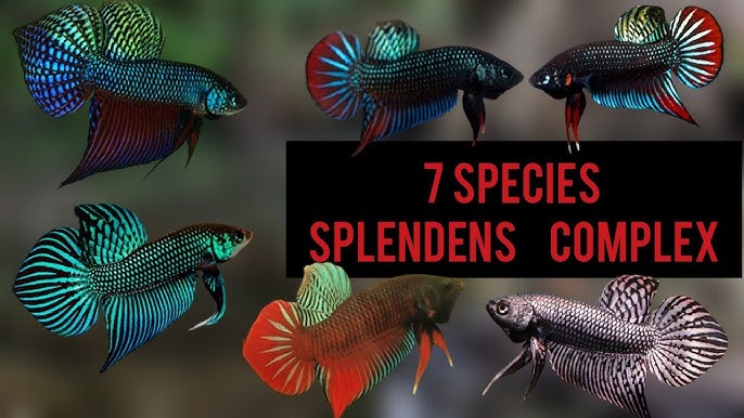 Wilde Betta Splendens
